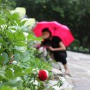 토마토 | 그동안 갱년기..건강한 체력 키우기(토마토보약후기)