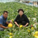 영희농장 이미지