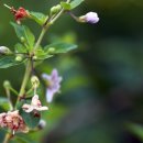 구기자나무꽃(chinese matrimony vine, 뜻: 희생) 이미지