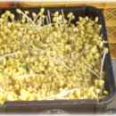 판교시장 이미지