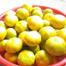 강정동-46 이미지