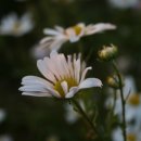 꽃차만들기 이미지