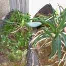 들꽃연가 이미지