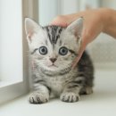 김해 강아지분양 고양이분양 똥강아지 | 김해아메리칸숏헤어분양 매력적인 실버아메숏