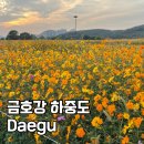 금호강하중도 | 대구 금호강 하중도 코스모스 댑싸리 위치