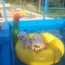 이솔팜빌리지 각시재 | 이솔팜빌리지 풀빌라펜션 각시재 고창에서 즐기는 여유~