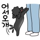 러브애견미용 이미지
