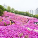 (축제) "지금 아니면 늦습니다!"... 4월 전국 철쭉 축제 일정 총정리 이미지