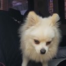 오르치그로치 이미지