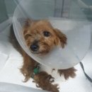 24시 올리몰스 동물메디컬센터 이미지