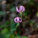 한마음행정사 이미지