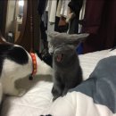 소망동물병원 | 송이의 고양이림프종(소화기) 항암후기_chop 프로토콜