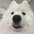 화안시