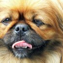 24시 센텀동물메디컬센터 연산점 이미지