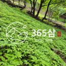 삼은농장 Daum카페
