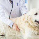 더봄동물병원 이미지