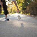 펫블리강아지&미라클고양이 이미지