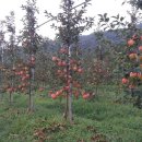 준하농장 이미지