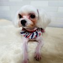 예쁘개펫살롱 이미지