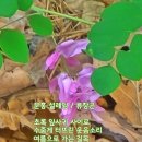 분홍