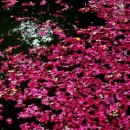 [550번째] 가슴까지 붉게 물들이는 백일홍 보러가시죠!!!담양-명옥헌원림(8월 25일 일요일) 이미지