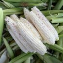 연자농장 | 동네한바퀴 안성 청년농부 옥수수 농장 &amp; 카페 정보