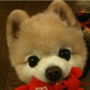 예쁜 강아지 이미지