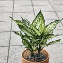 아글라오네마 이미지