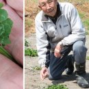 네잎클로버 이미지