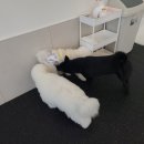 울림 반려견 교육센터 | [세종시 대평동] 울림 반려견 교육센터/강아지 유치원