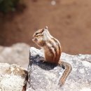 아기다람쥐 이미지