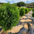 골든엔젤 이미지