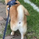마스코타 펫 네이버블로그