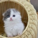 김포고양이분양 맘스캣 이미지