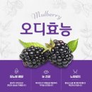 오디 이미지