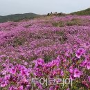 황매산 철쭉제 이미지
