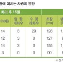 오이 생육단계별 생육특성 이미지