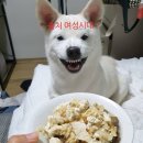 [강아지] 황태국 해줬더니 존나 신났어 이미지