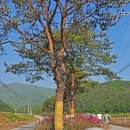 늘솔펜션 네이버블로그