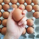 영농조합법인 찬란유통