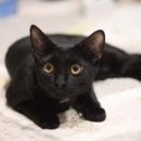 우다닥 고양이 호텔 이미지