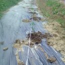 청운농장 이미지