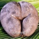 섹시코코 이미지