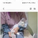 고양이 무마취 미용 냥털도둑 이미지