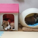 짱구 애견 하우스 이미지