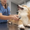 작은 친구 동물병원 이미지