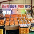 제주 한라봉 구매후기 산방산근처 귤따기체험 귤농장 산방농장