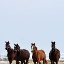 푸른목장 이미지