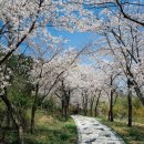 2016년 4월 9일 전주 한옥마을 - 광한루 벗꽃길 이미지