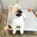 다이아몬독 이미지